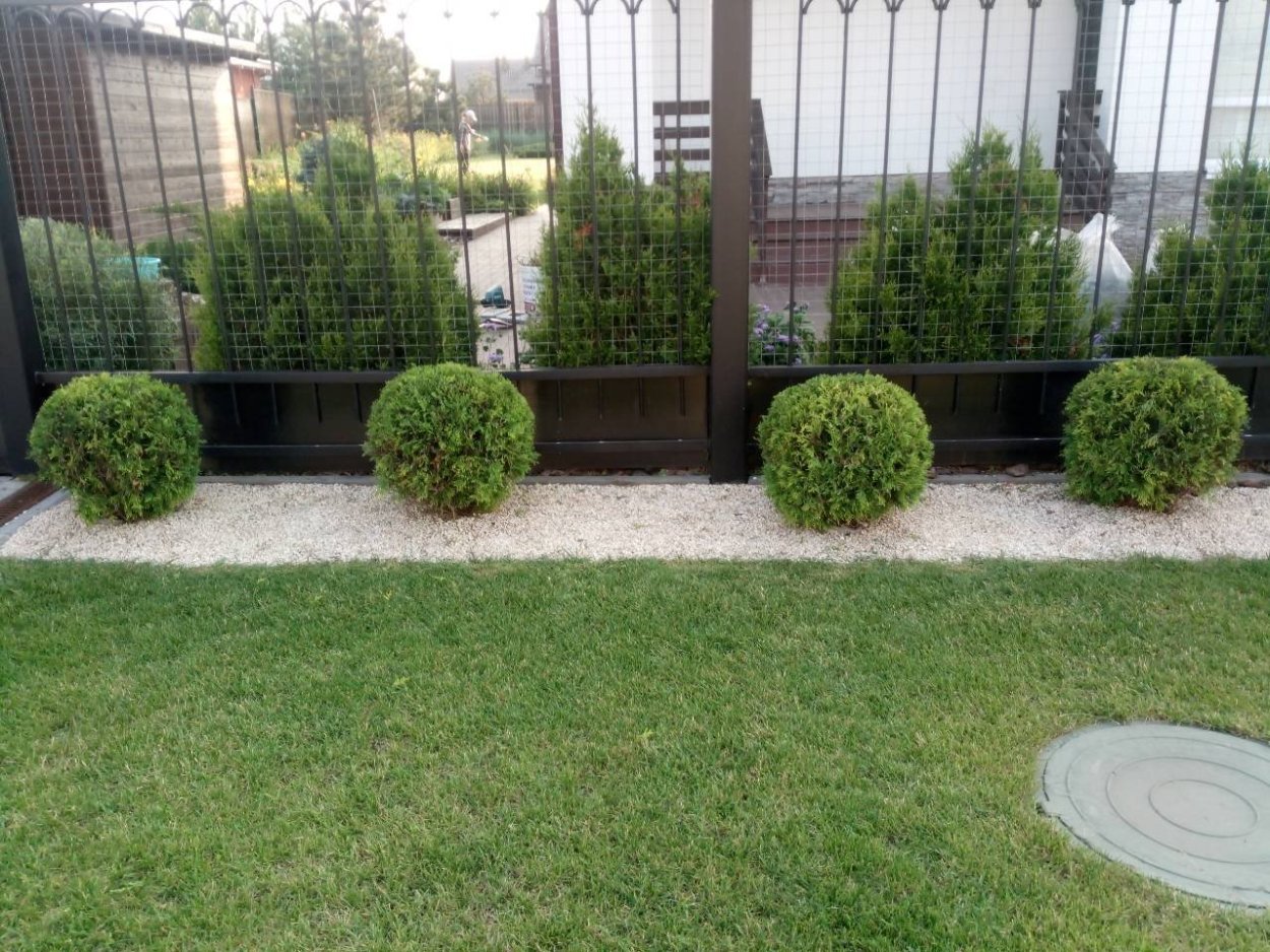 Туя Западная Грин ЭГГ В ландшафте