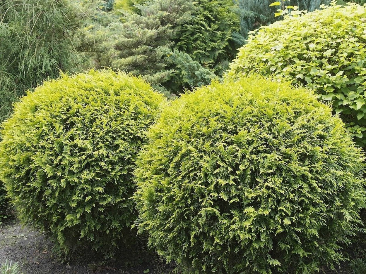 Туя Западная Golden Globe