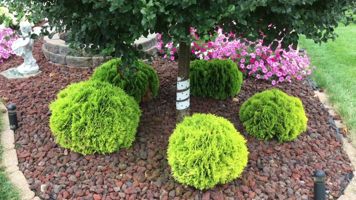 Туя Западная Анна Мэджик бол