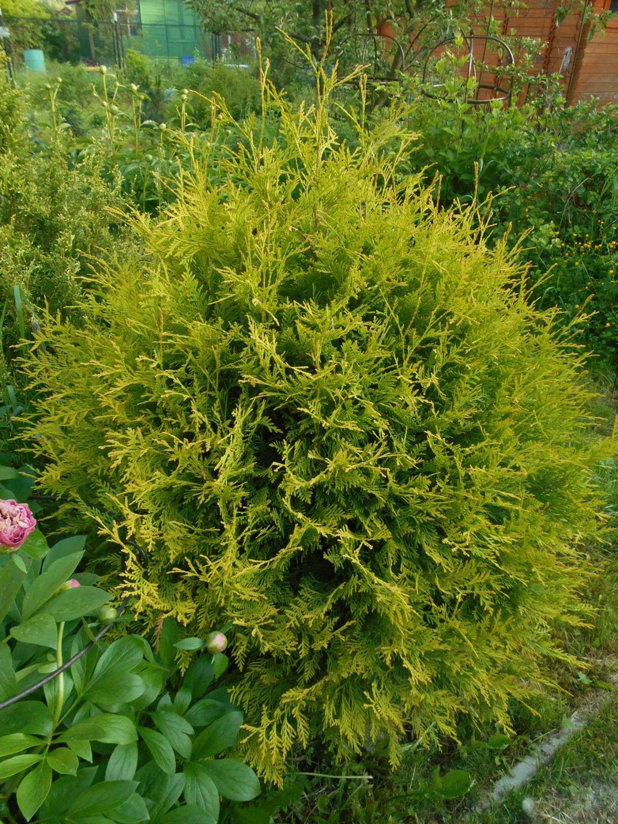 Туя Голден Даника