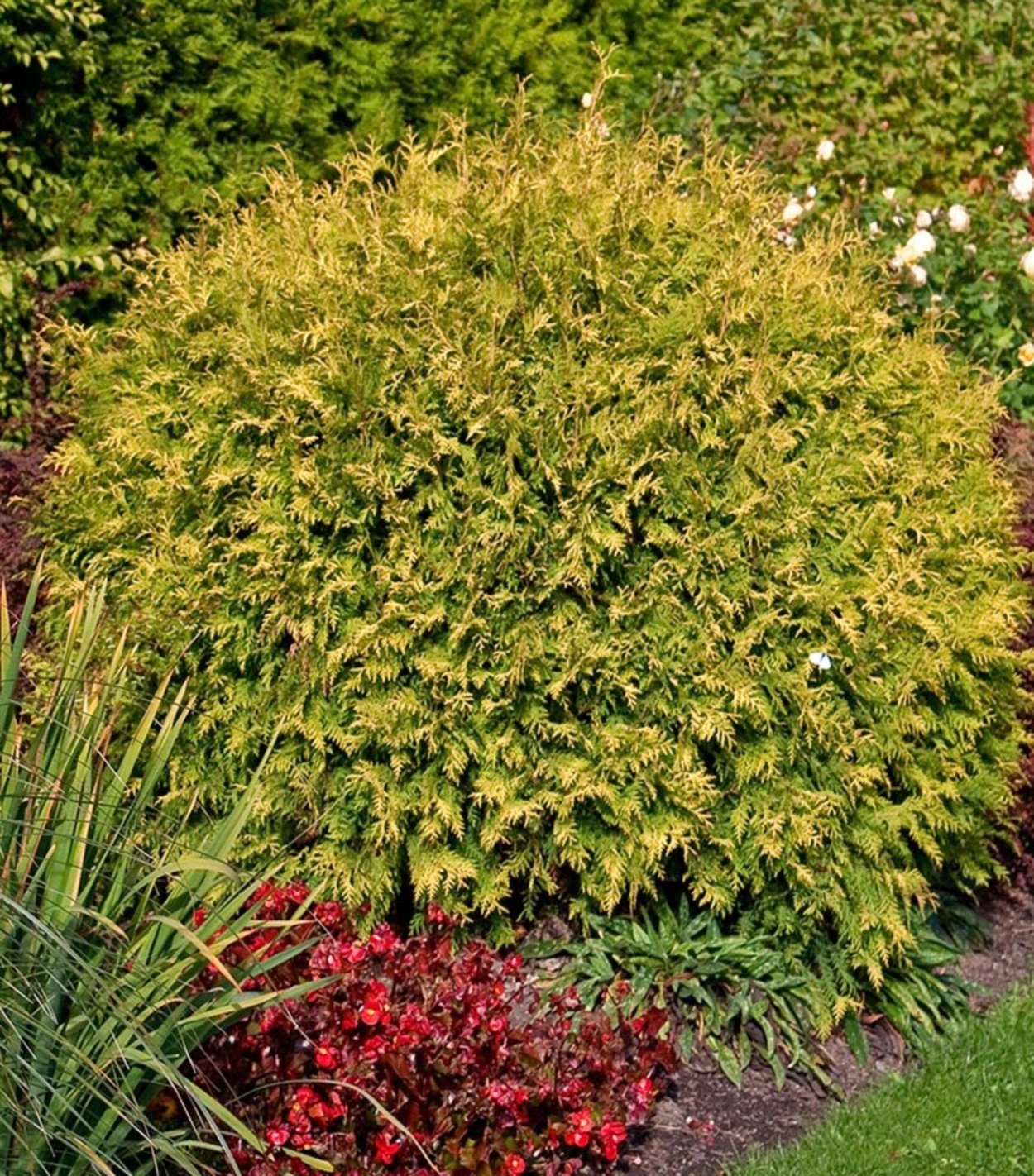 Туя Голден Глоб