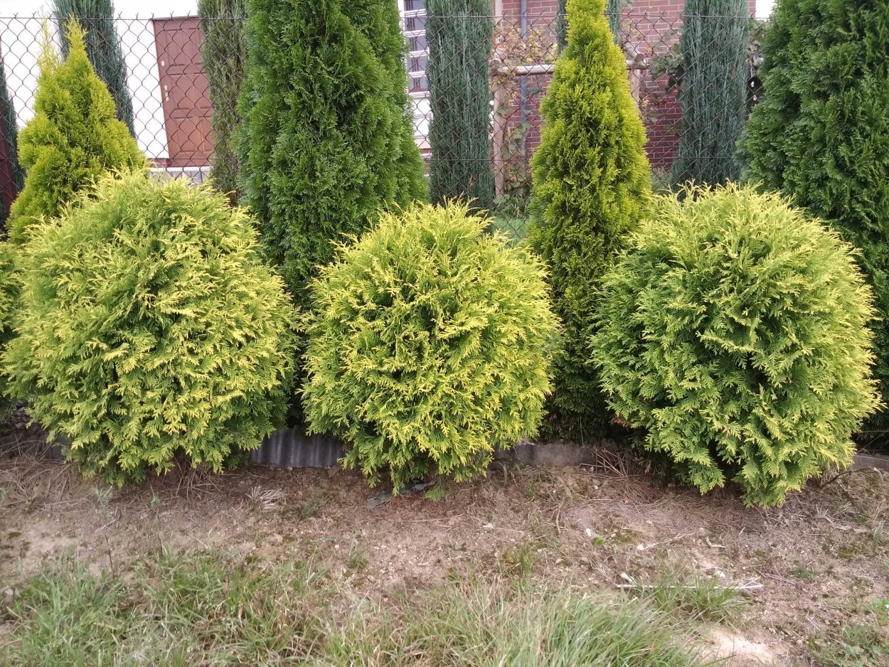 Туя Западная Thuja occidentalis “Golden Globe”