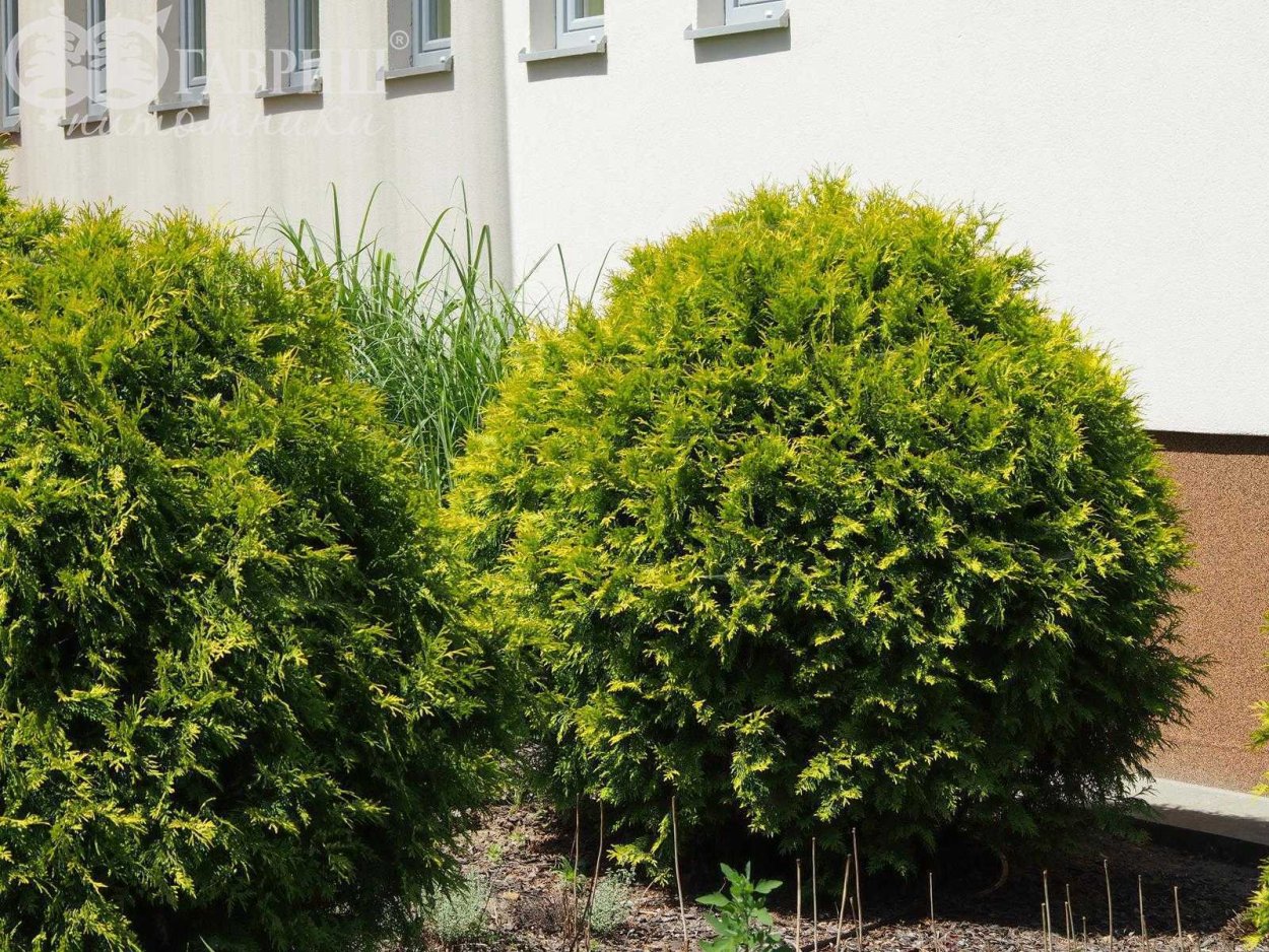 Туя Западная Golden Globe