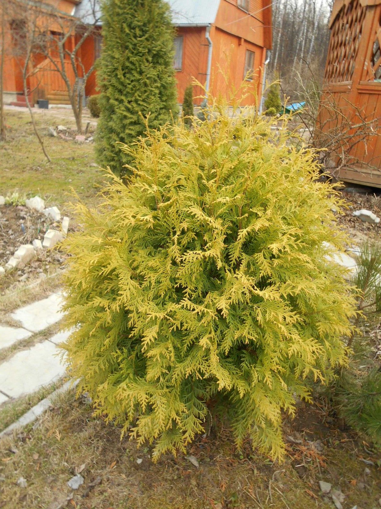 Туя Западная Thuja occidentalis “Golden Globe”