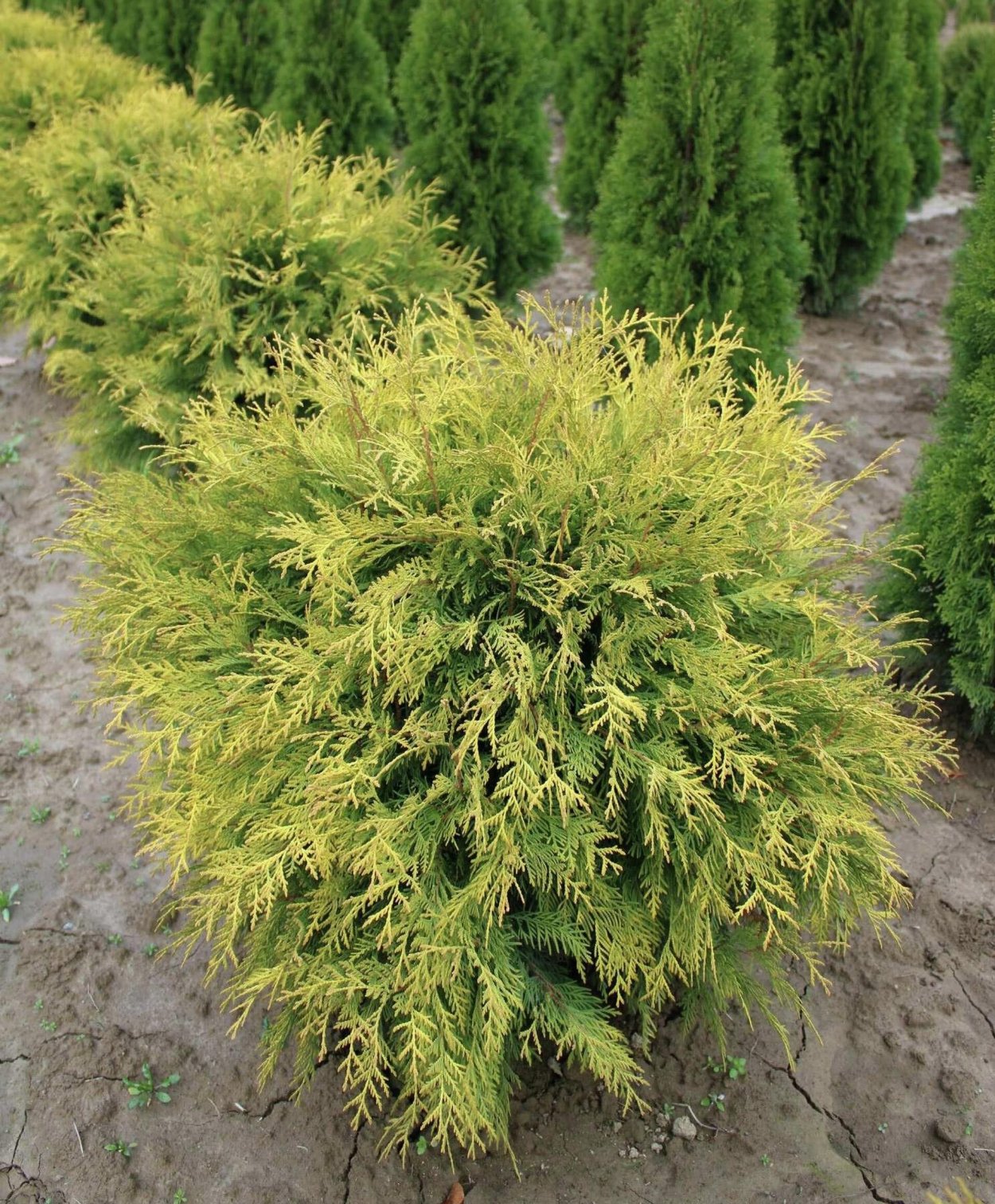 Туя Голден Глоб