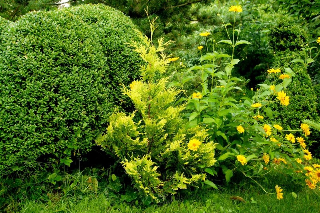 Туя Голден Глоб в ландшафте