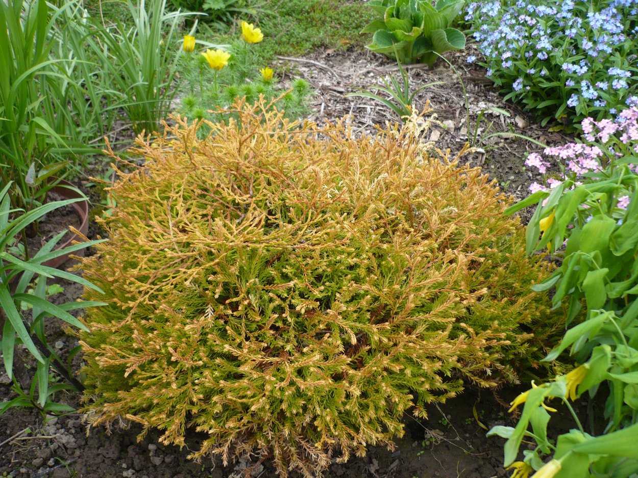 Туя Golden Tuffet