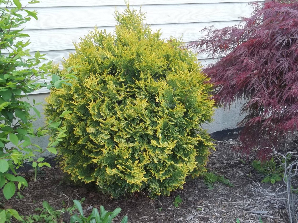 Туя Западная Thuja occidentalis “Golden Globe”