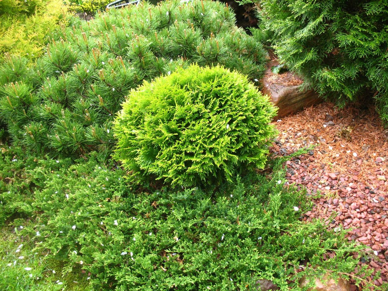 Туя Западная Мириам