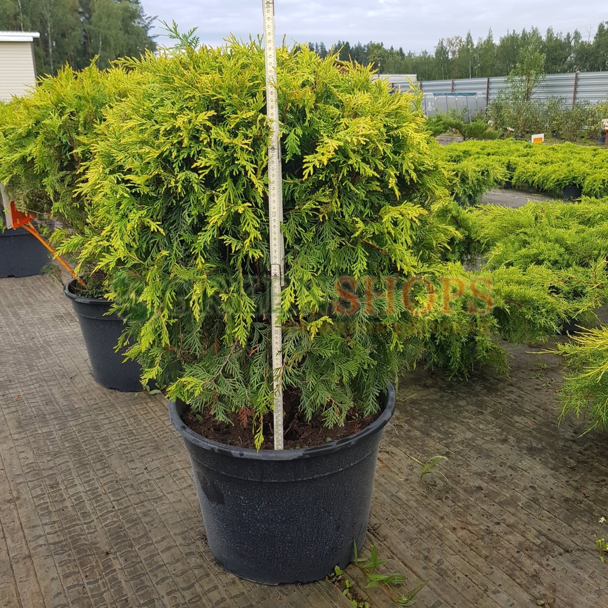 Туя Западная Голден Глоб