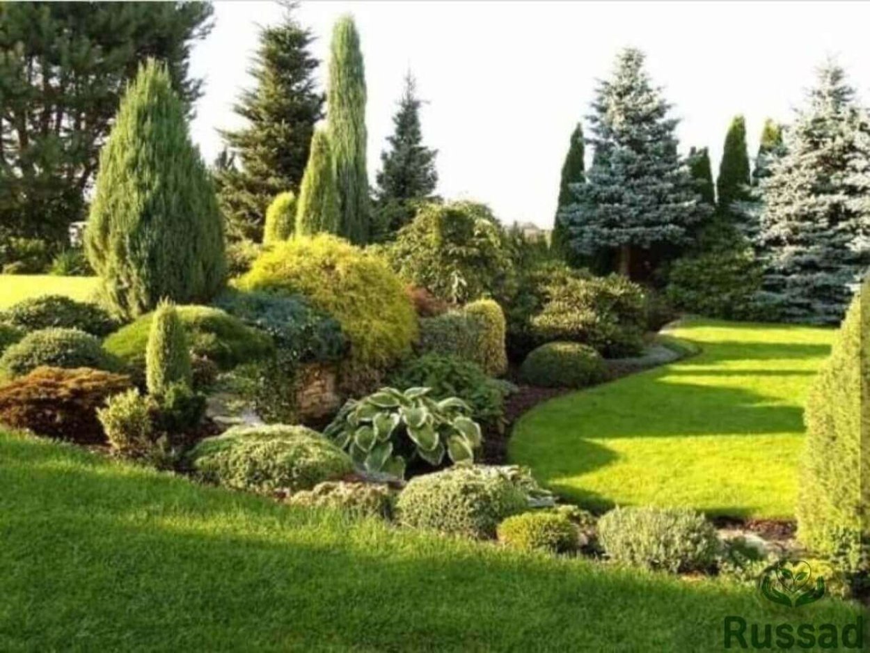 Арка из хвойных растений