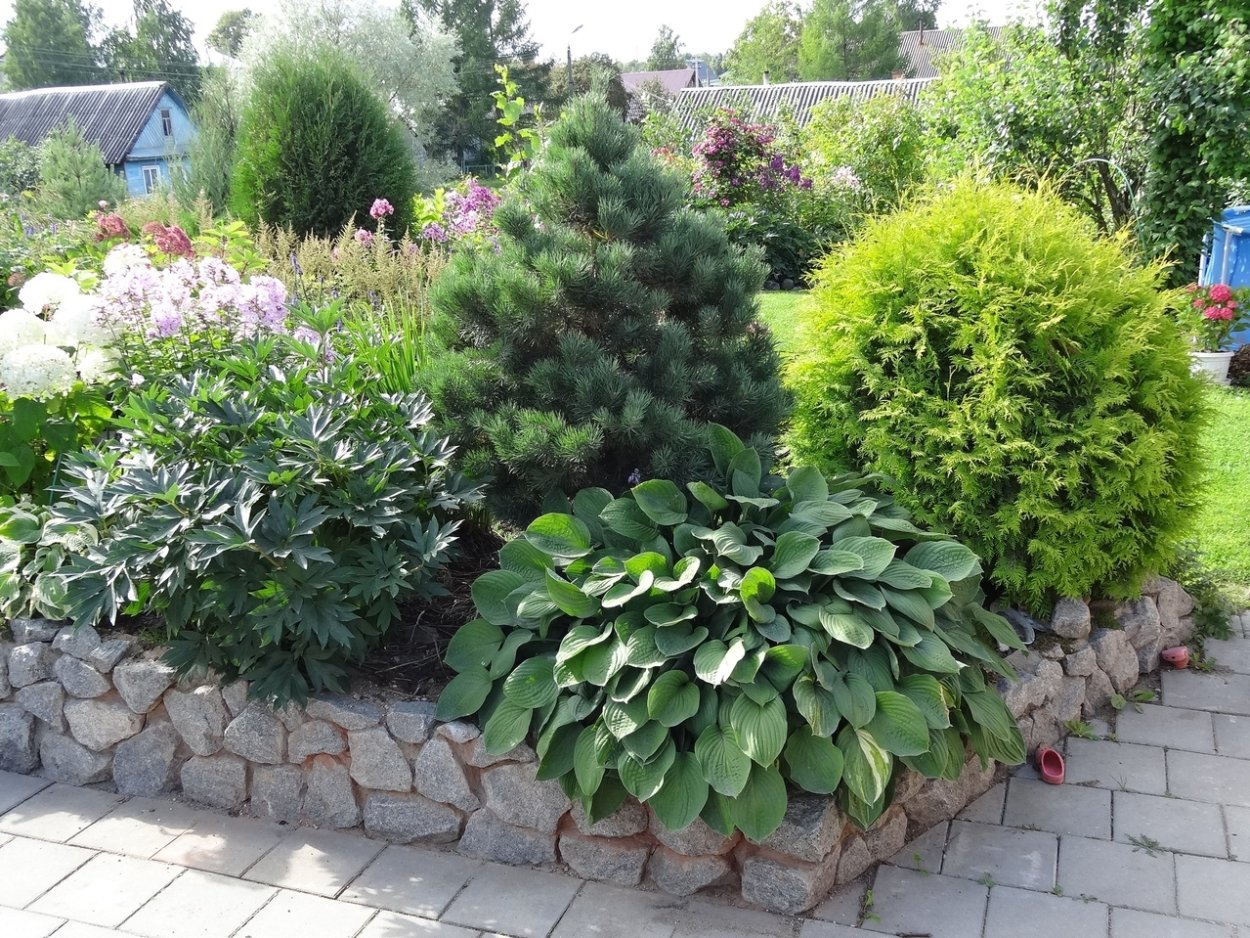 Туя Даника и Хоста