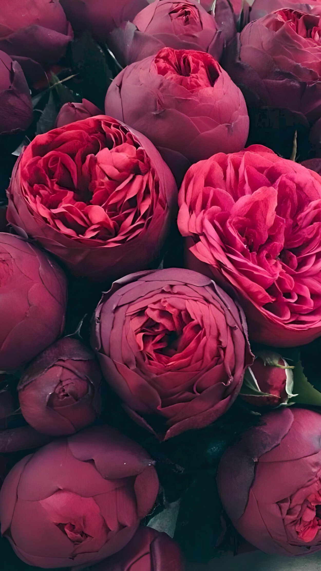 Пионовидная роза сиреневая