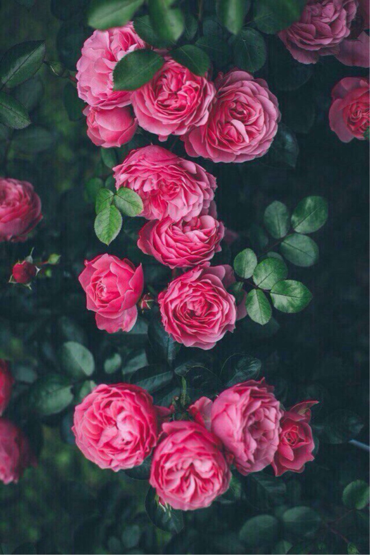 Цветок "пион"