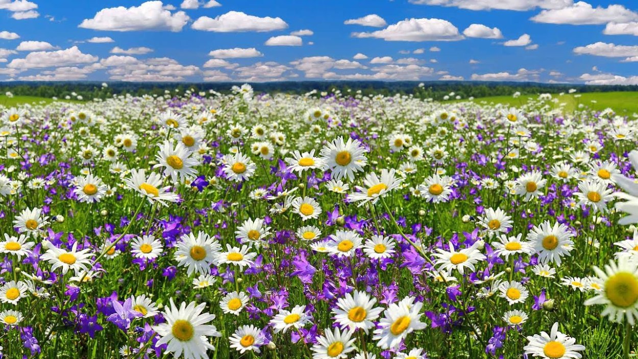 Полевые цветы панорама