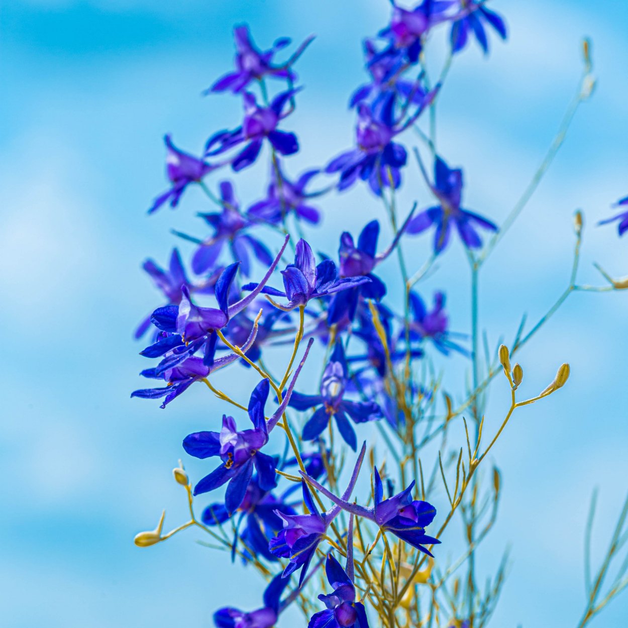 Сокирка цветок