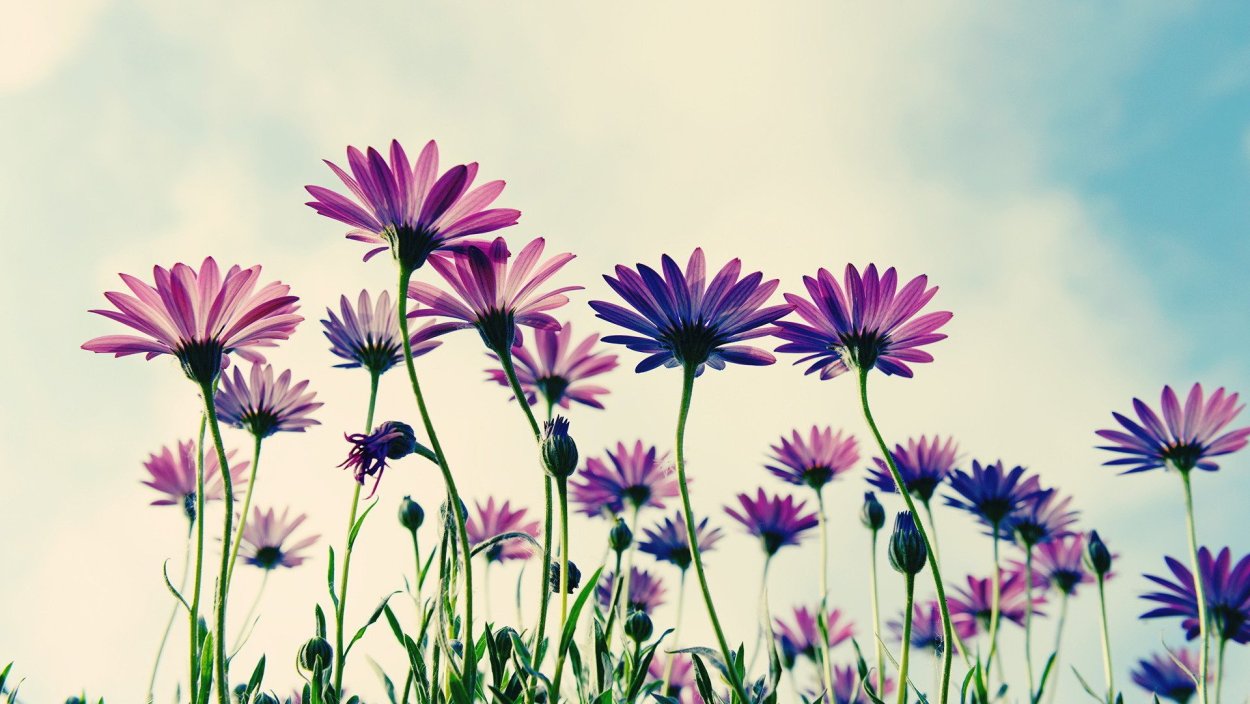 Обои на рабочий стол полевые цветы