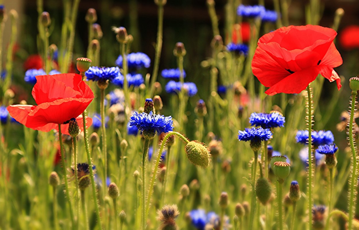 Мак полевой Василек