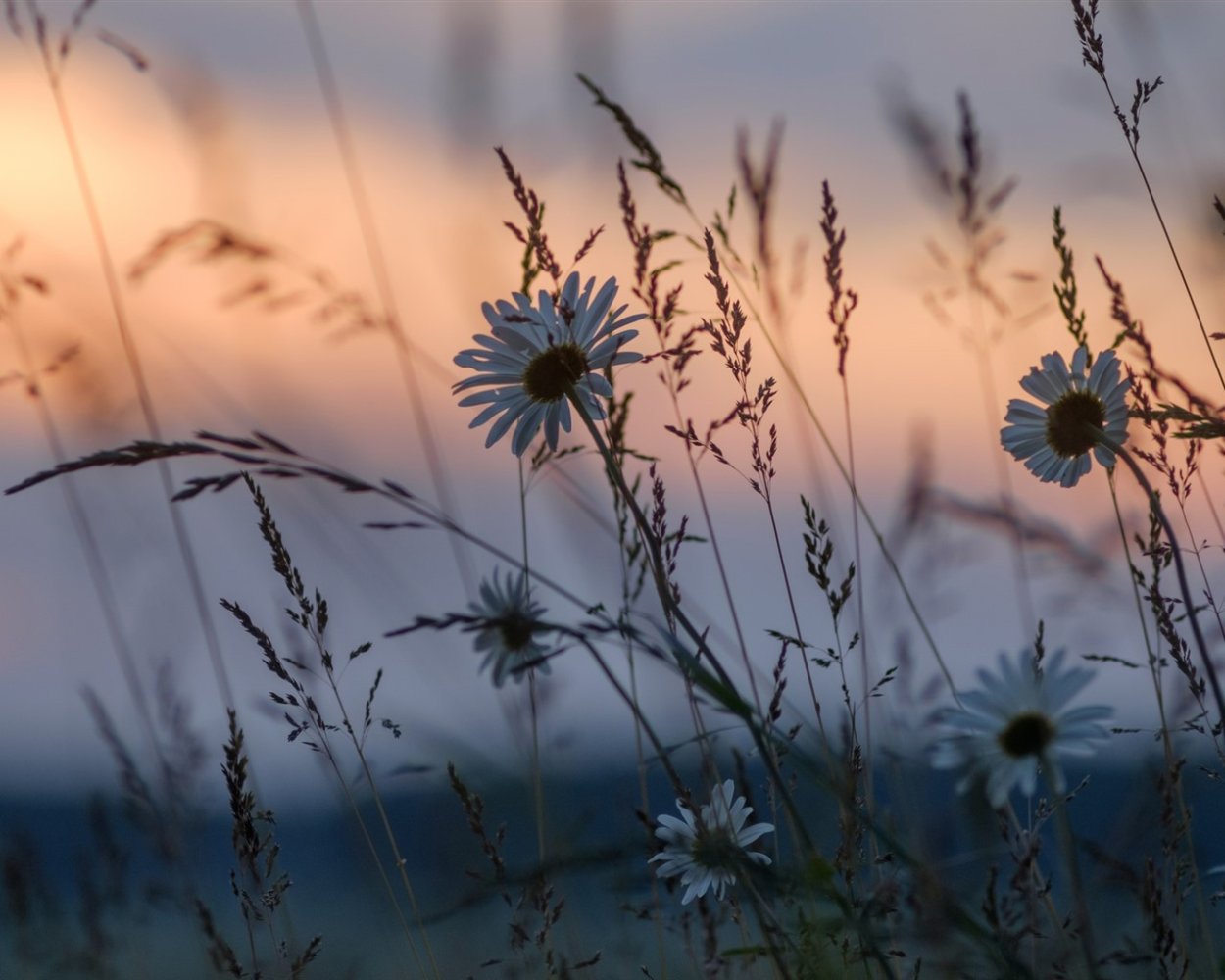 Ромашки на закате