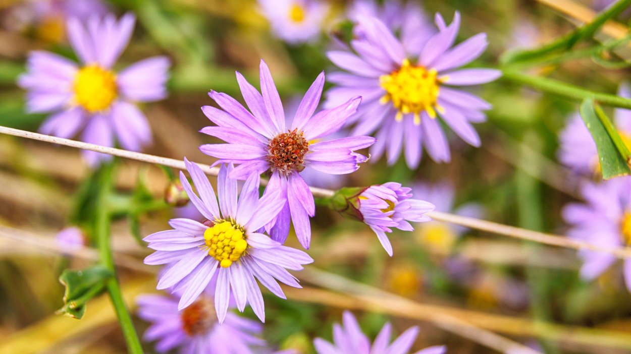 Обои полевые цветы