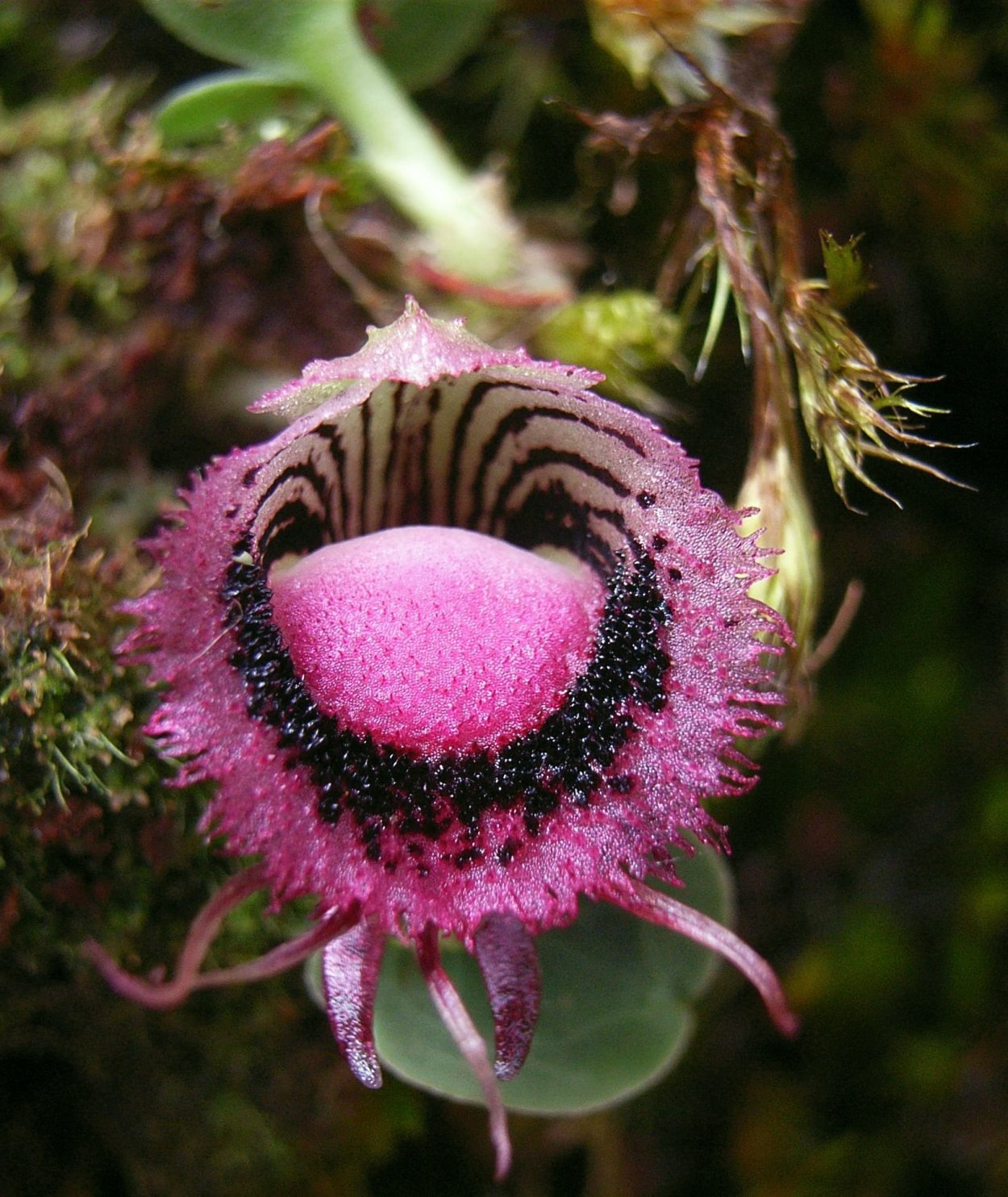 Corybas Орхидея