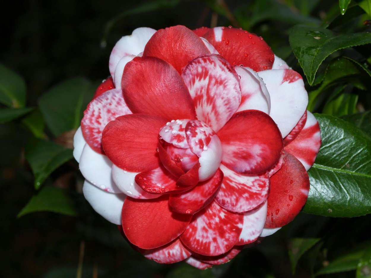 Камелия вариегатная