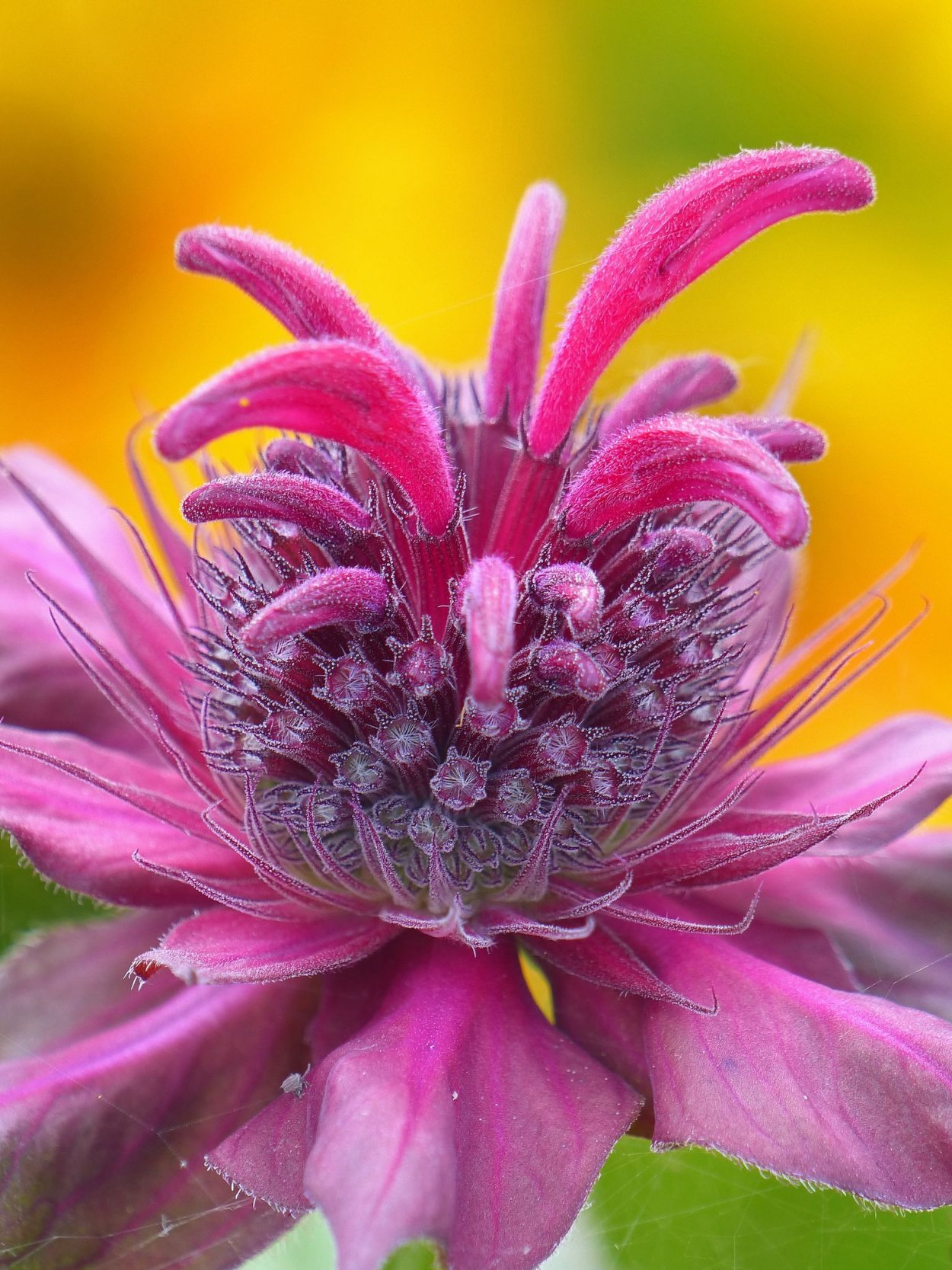 Монарда Распберри вайн