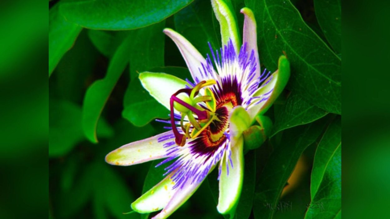 Необычные названия обыкновенных цветов