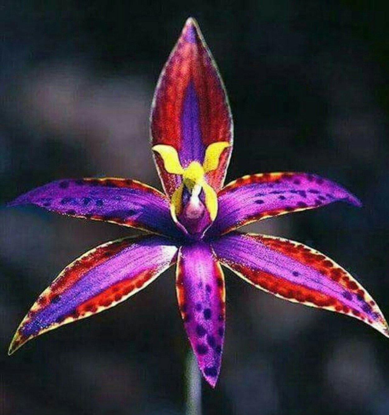 Орхидея царица Савская