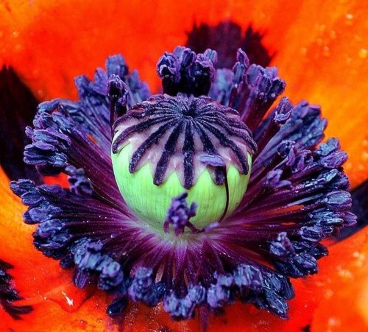 Мак цветы экзотические