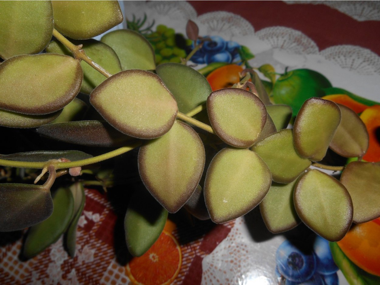 Хойя DS 70 variegata