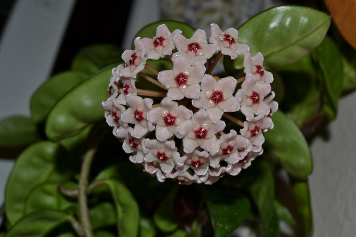 Хойя Карноза Кринкл