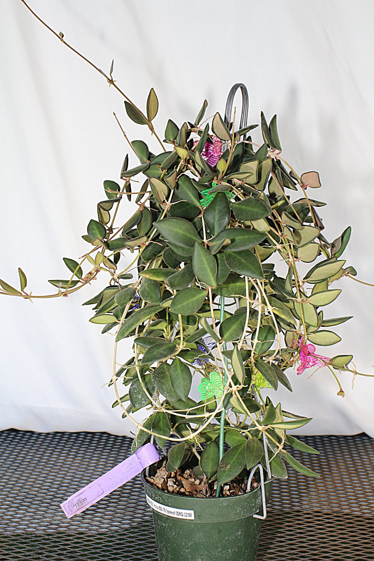 Хойя tsangii DS-70