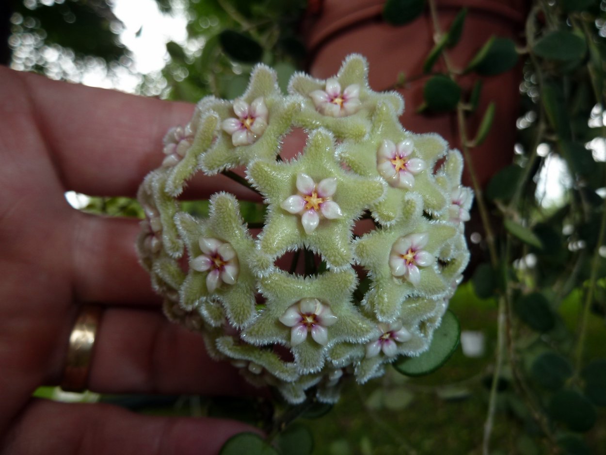 Хойя Серпенс цветение