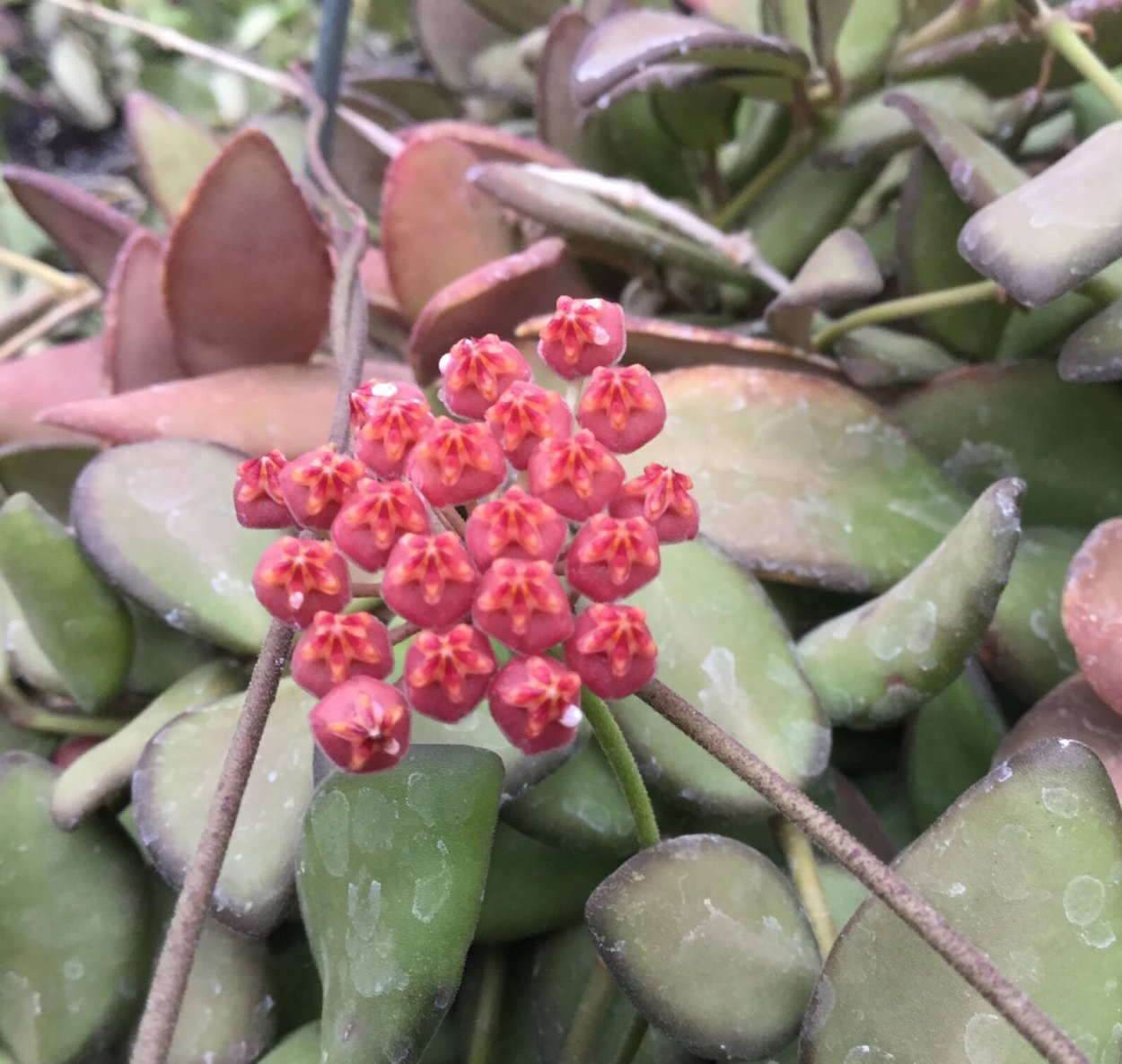 Хойя Тсанги (tsangii)