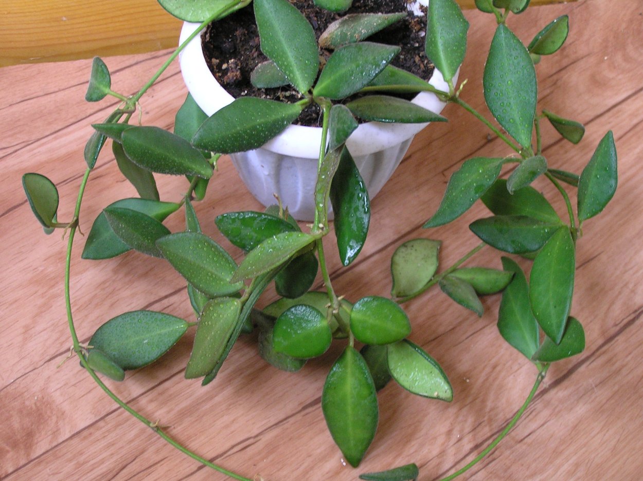 Hoya tsangii Red buttons