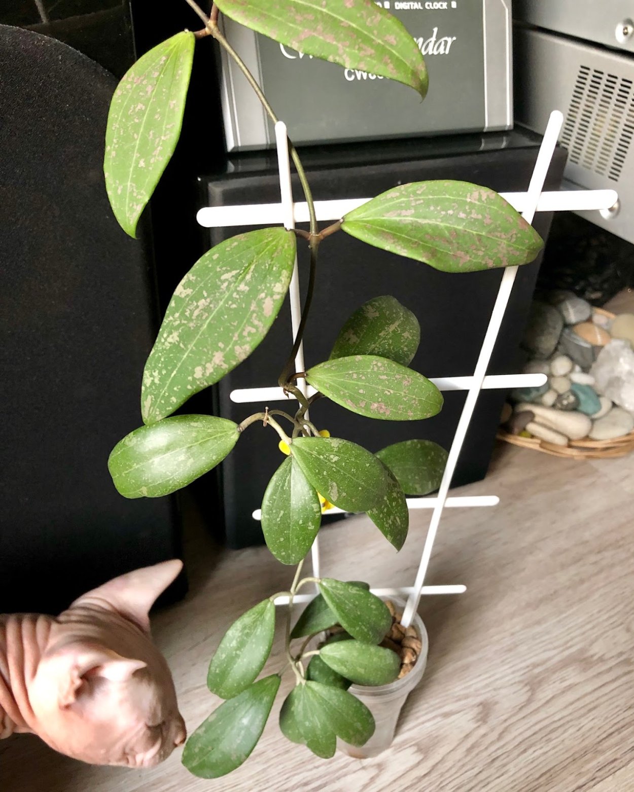 Hoya Webergi