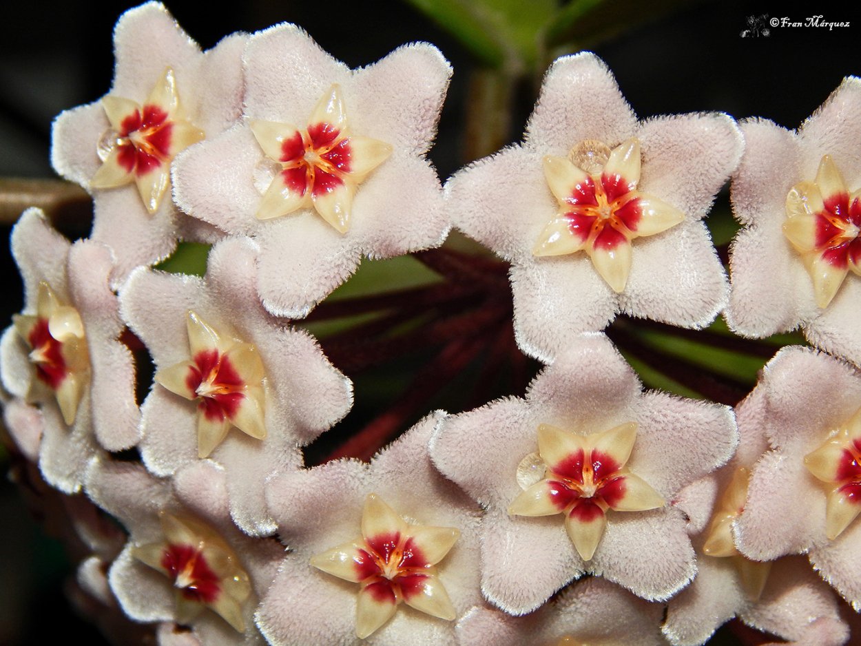 Цветок Хойя Карноза