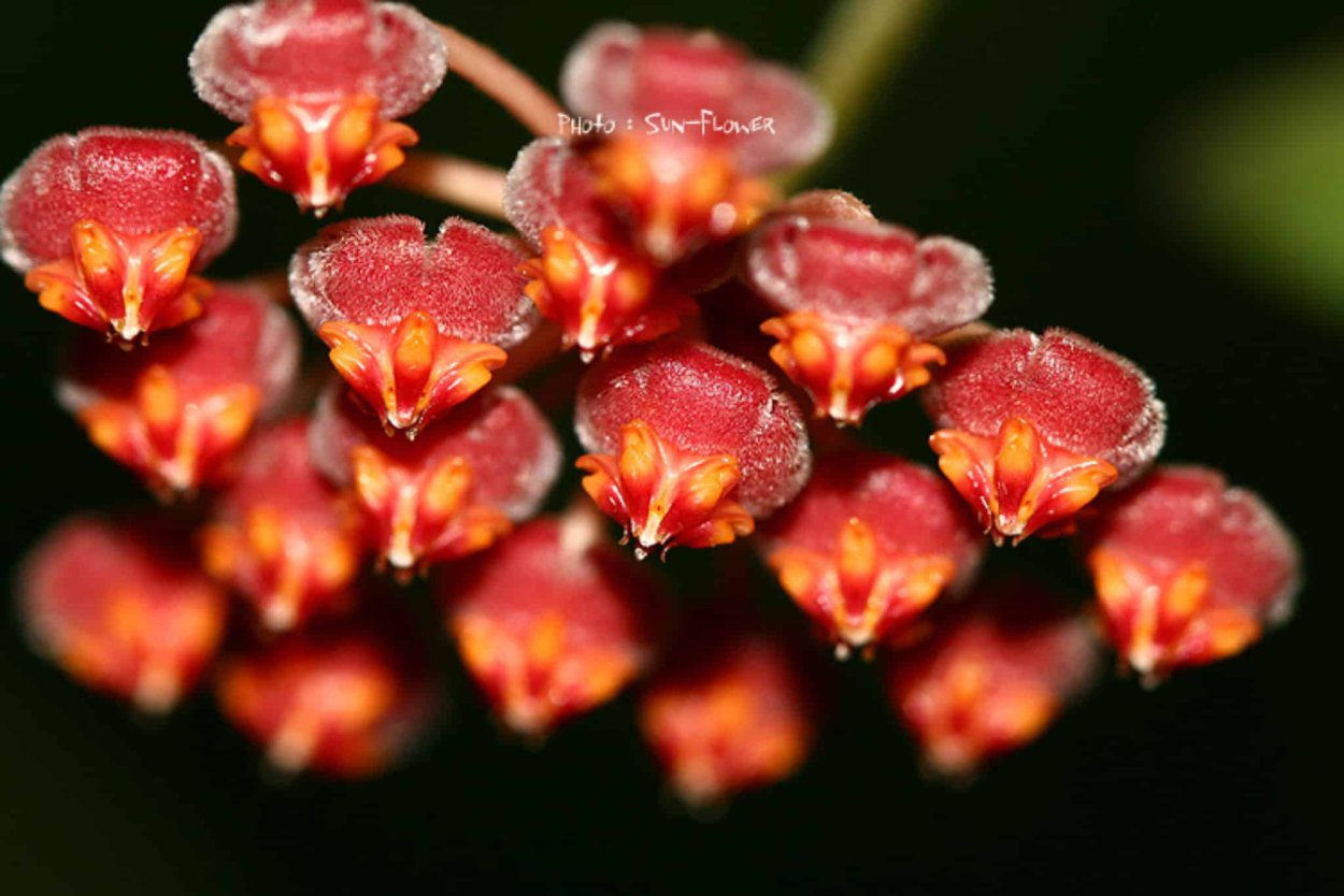 Hoya tsangii (SP. DS-70) variegata