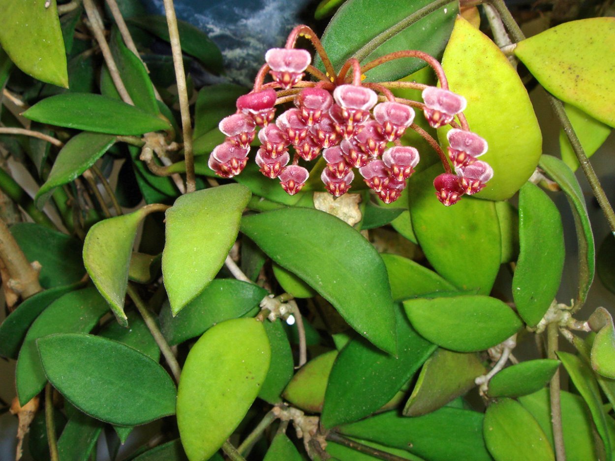 Хойя Hoya burtoniae