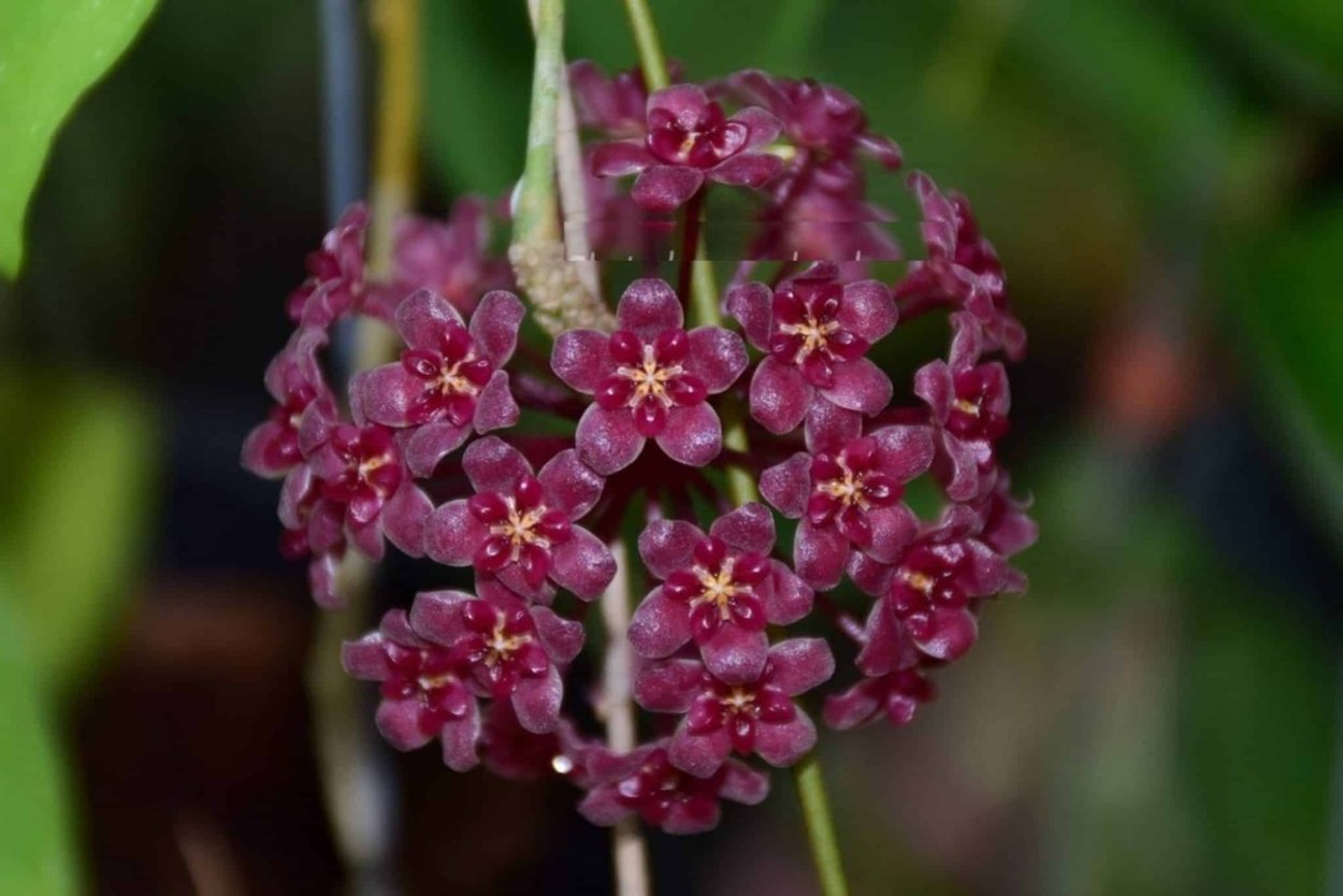 Хойя Rangsan Splash