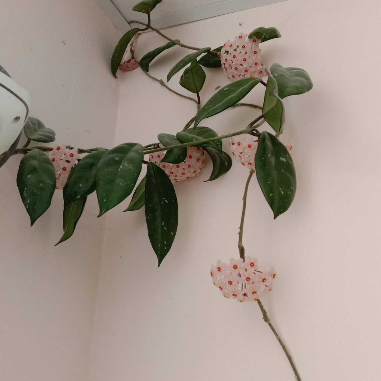 Хойя в интерьере