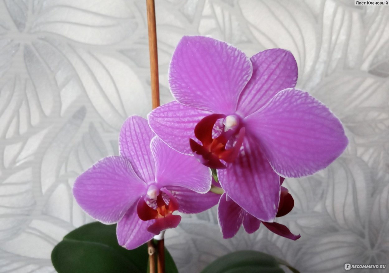 Фаленопсис кобальт