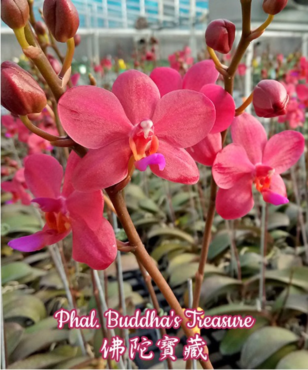 Орхидея Phal Buddha's Treasure