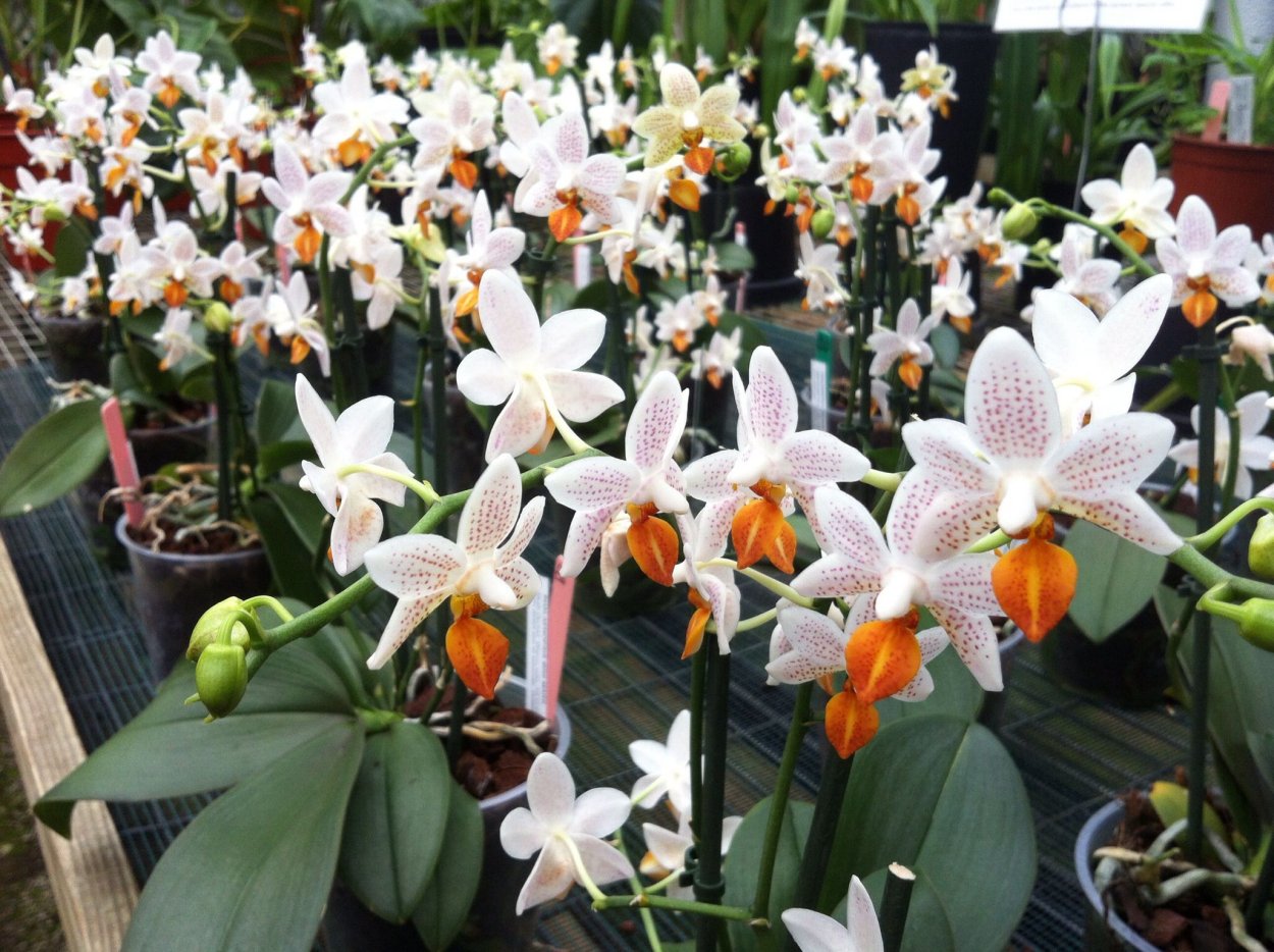 Фаленопсис мини Марк