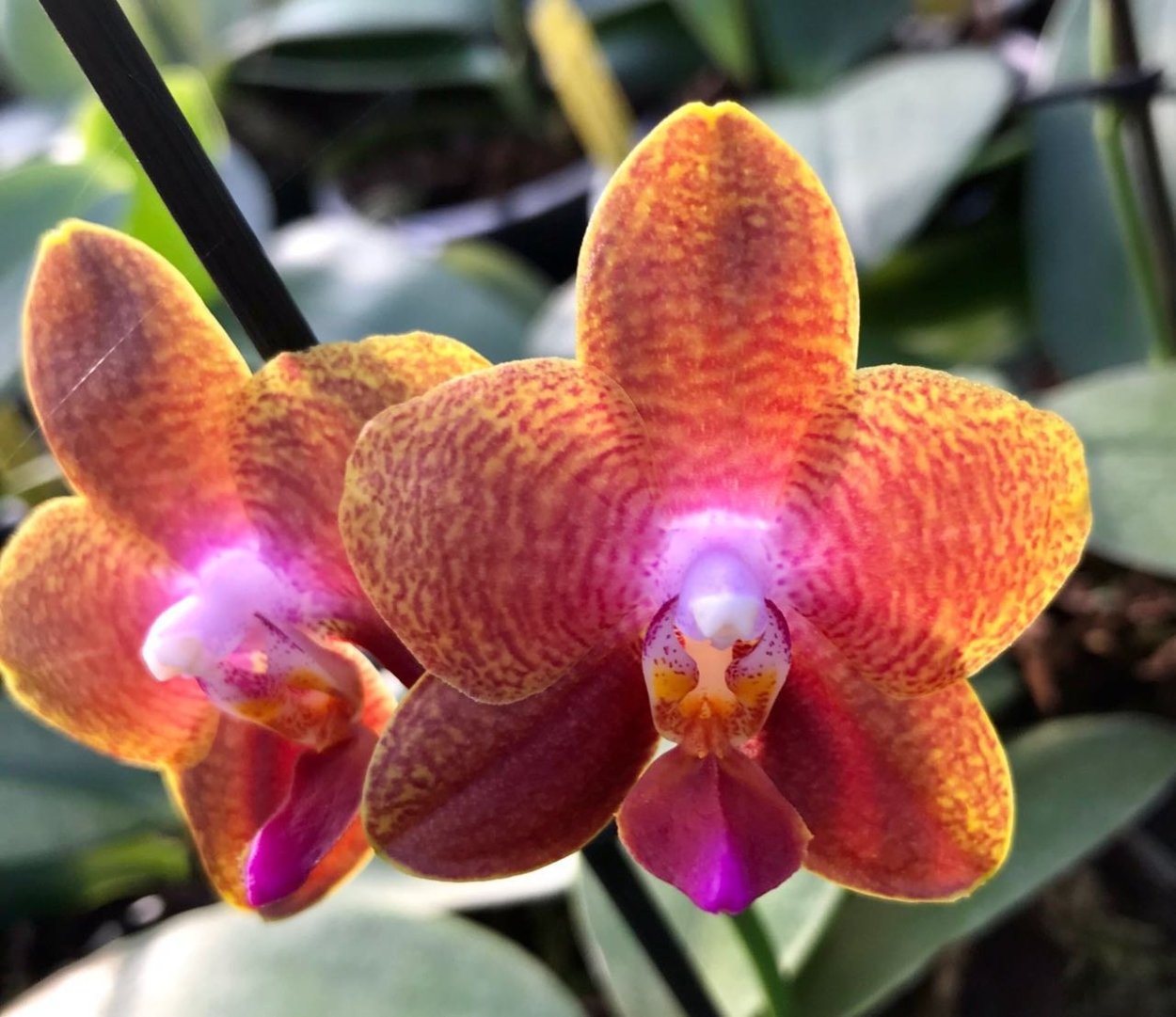 Фаленопсис бронзовый Будда