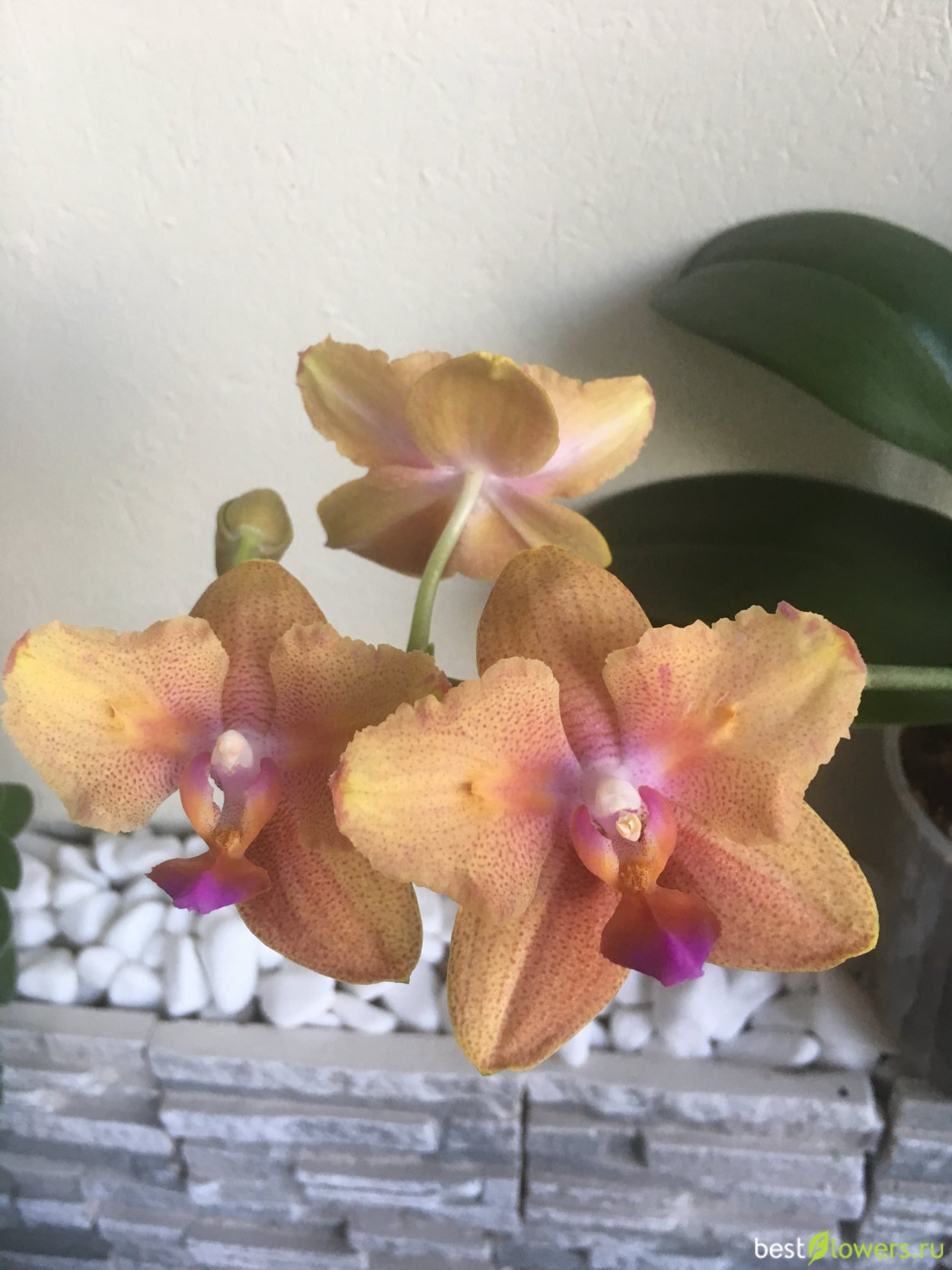 Фаленопсис Голден Будда