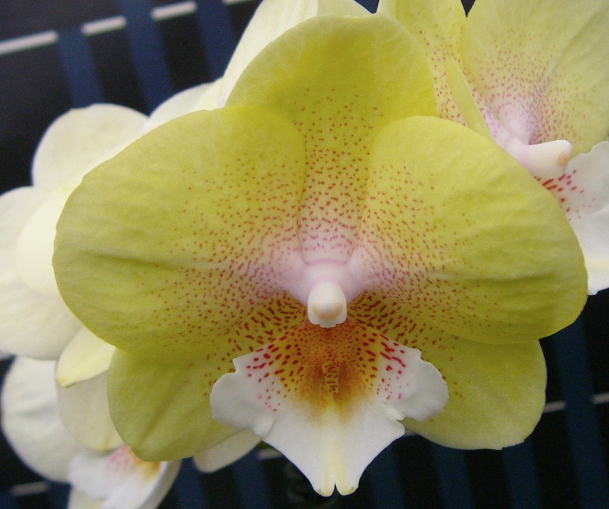 Фаленопсис younghome Wallet