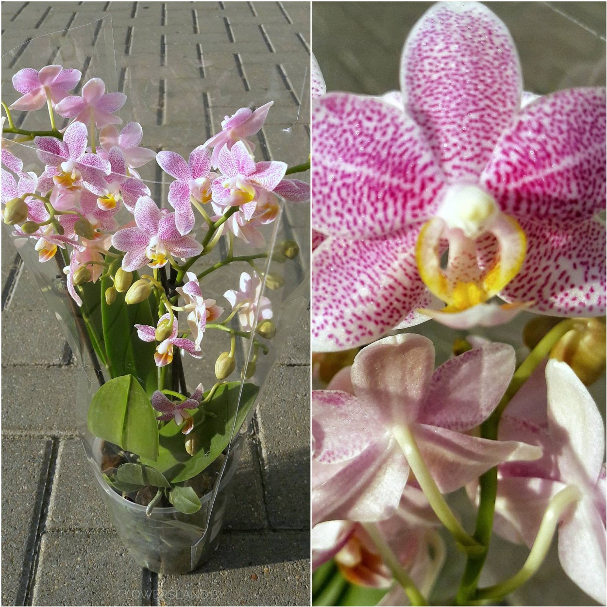 Фаленопсис Замбия