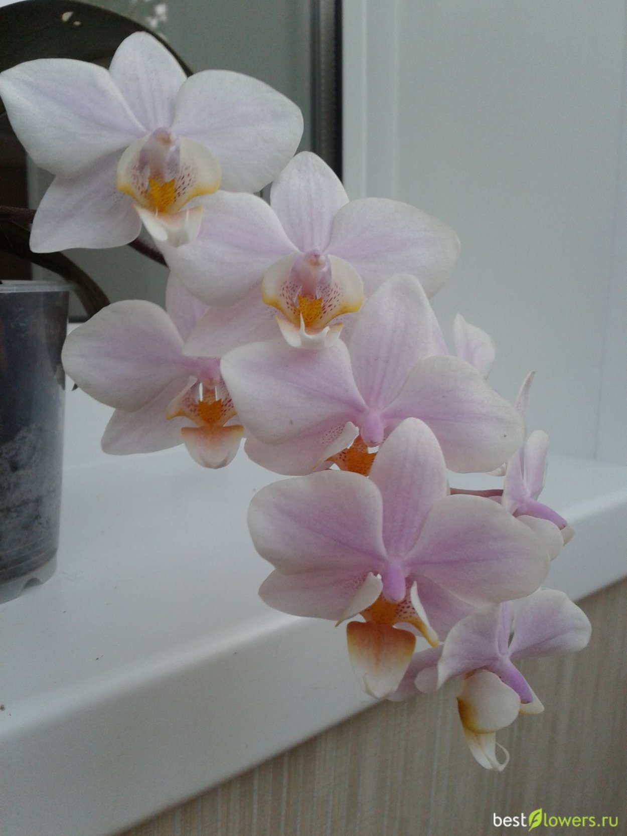 Жёлтая Орхидея Фалинопсис Mirage